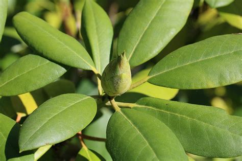 Rhododendron bruna blad